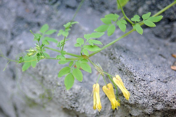 Dactylicapnos scandens | Climbing Bleeding Heart | 20 Seeds