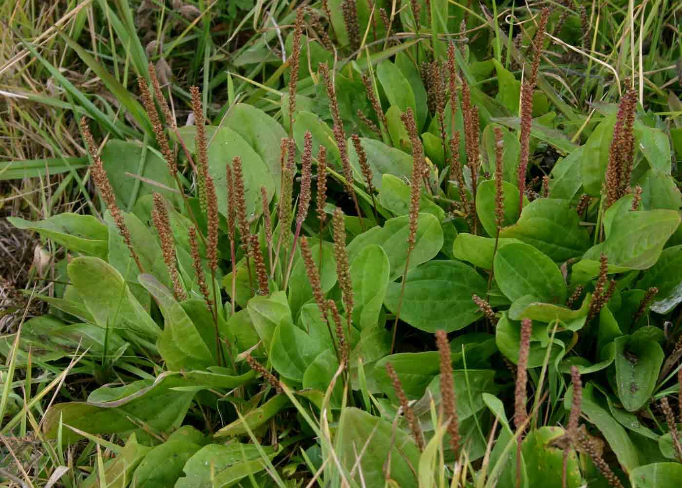 Broadleaf Plantain Seed (Plantago major) 500 to 100,000 seeds ~ White Man’s Foot