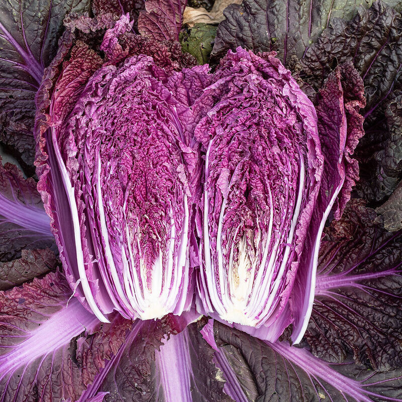 Merlot Red Dragon Chinese Cabbage Hybrid (F1) seeds – Brassica rapa