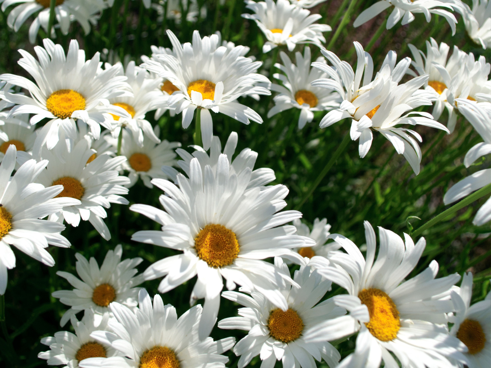 100 Seeds| Shasta Daisy Seeds #N009
