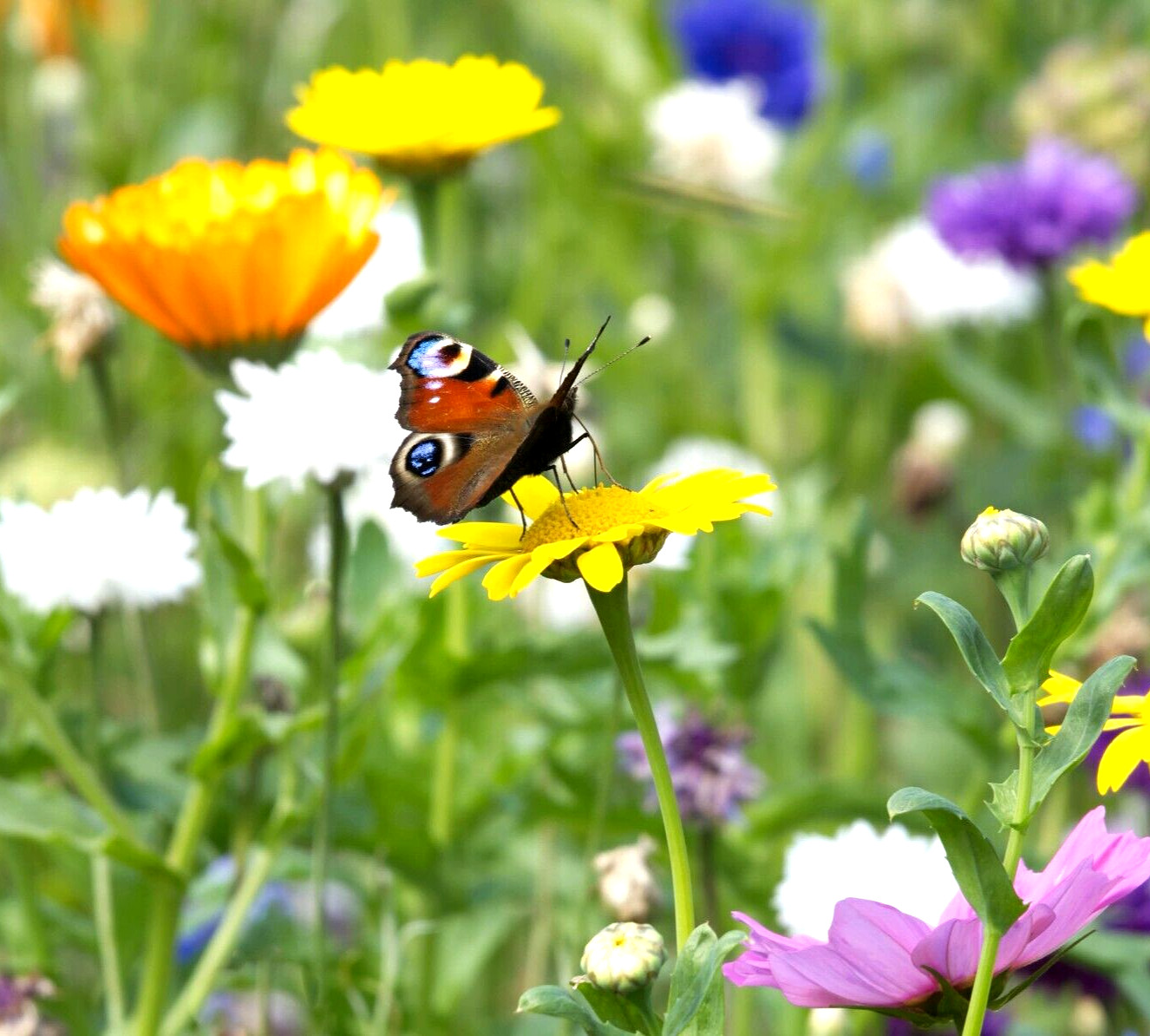 1200+ SEEDS WILDFLOWERS RARE SPRING BUTTERFLY MIX FRENCH POLLINATORS HUMMINGBIRD