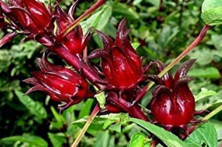Jamaican Sorrel Seeds (50 Count) – Grow Flavorful Florida Cranberry & Roselle