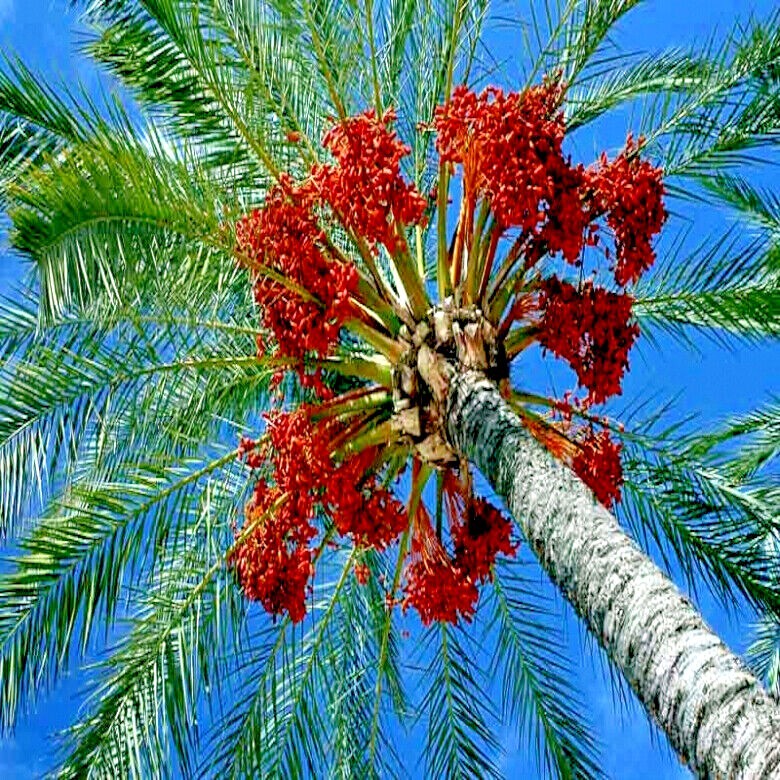 5 Date Palm Tree Seeds (Phoenix dactylifera) Edible Fruit Plant Hardy to Zone 8