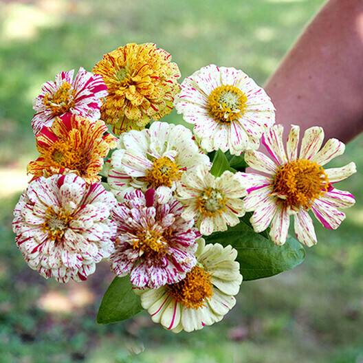 Zinnia PEPPERMINT STICK Mix Pollinators Butterflies Hummingbird USA 200 Seeds