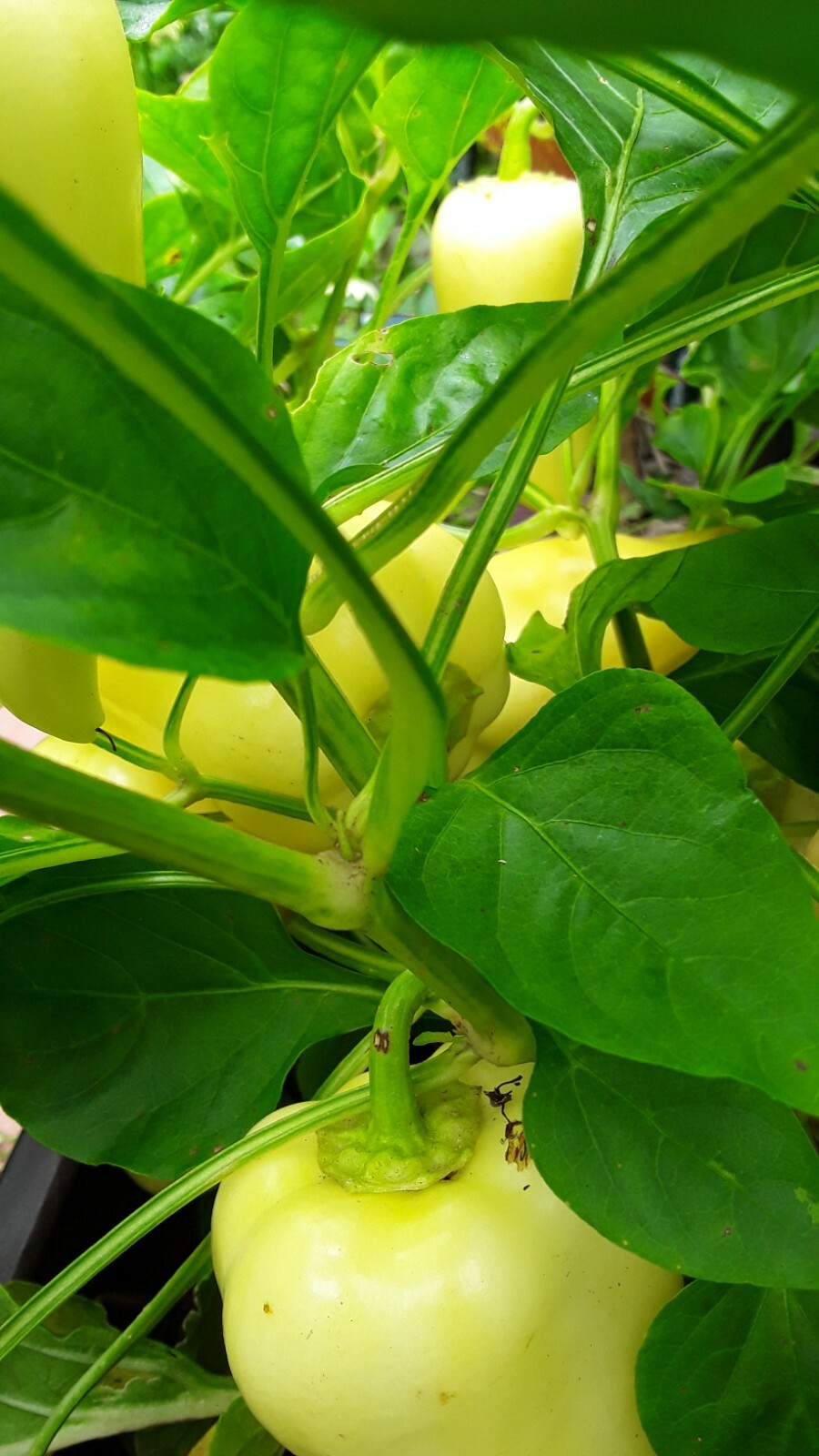 30+ Sweet Gypsy Pepper Seeds Heirloom NON-GMO. No pesticides no herbicides