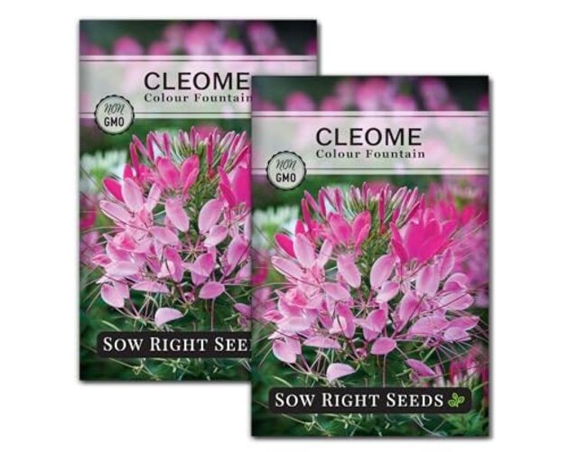 – Colour Fountain Cleome Seeds for Planting Outdoors – Spider Flower – Non 2