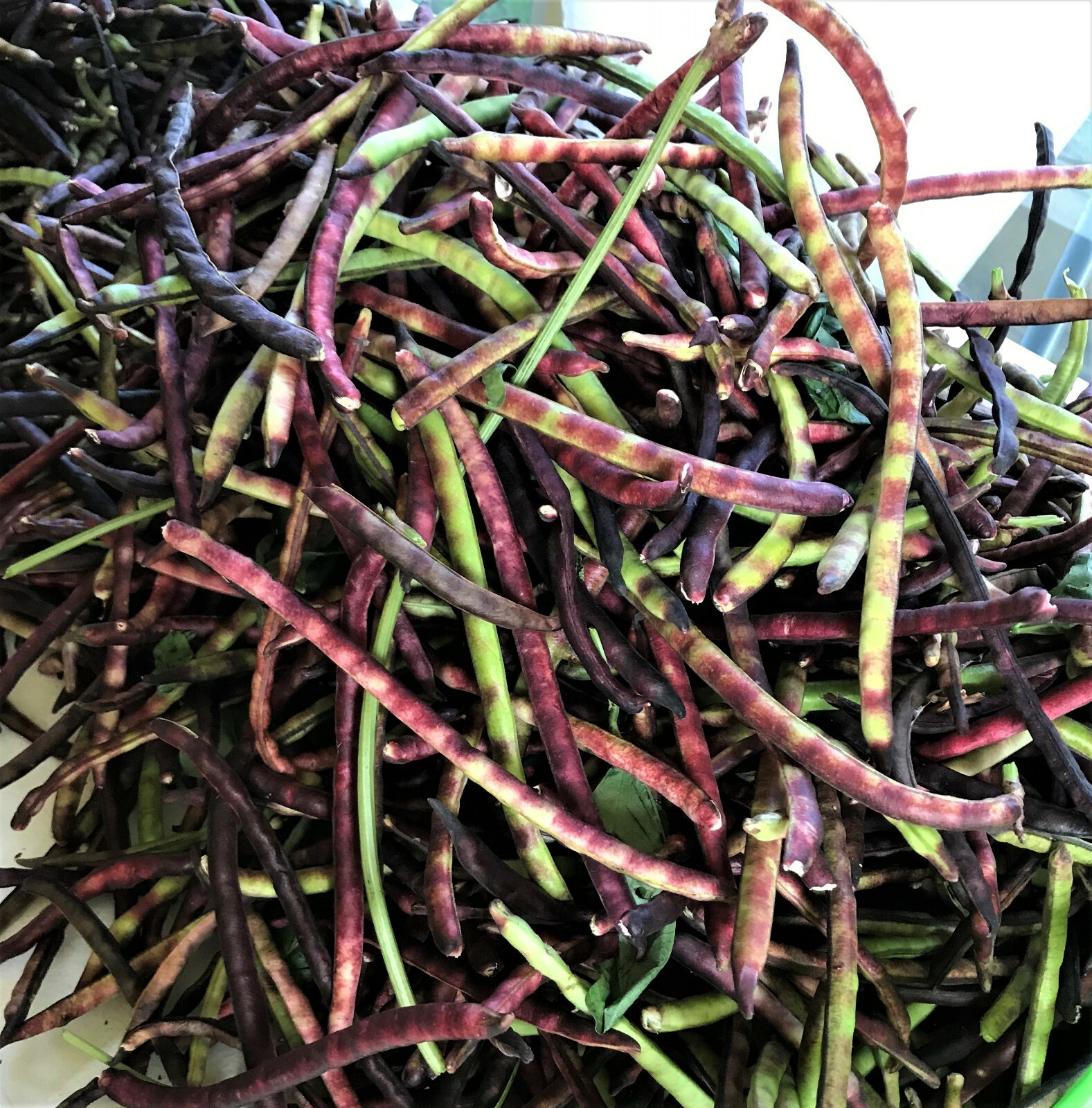 TOP PICK Pinkeye Purple Hull Peas 500+~4oz Seed Southern Cowpea Germination 80%