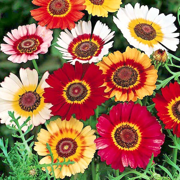 201+CHRYSANTHEMUM Painted Daisy Mix Seeds White Purple Red Yellow Patio/Garden