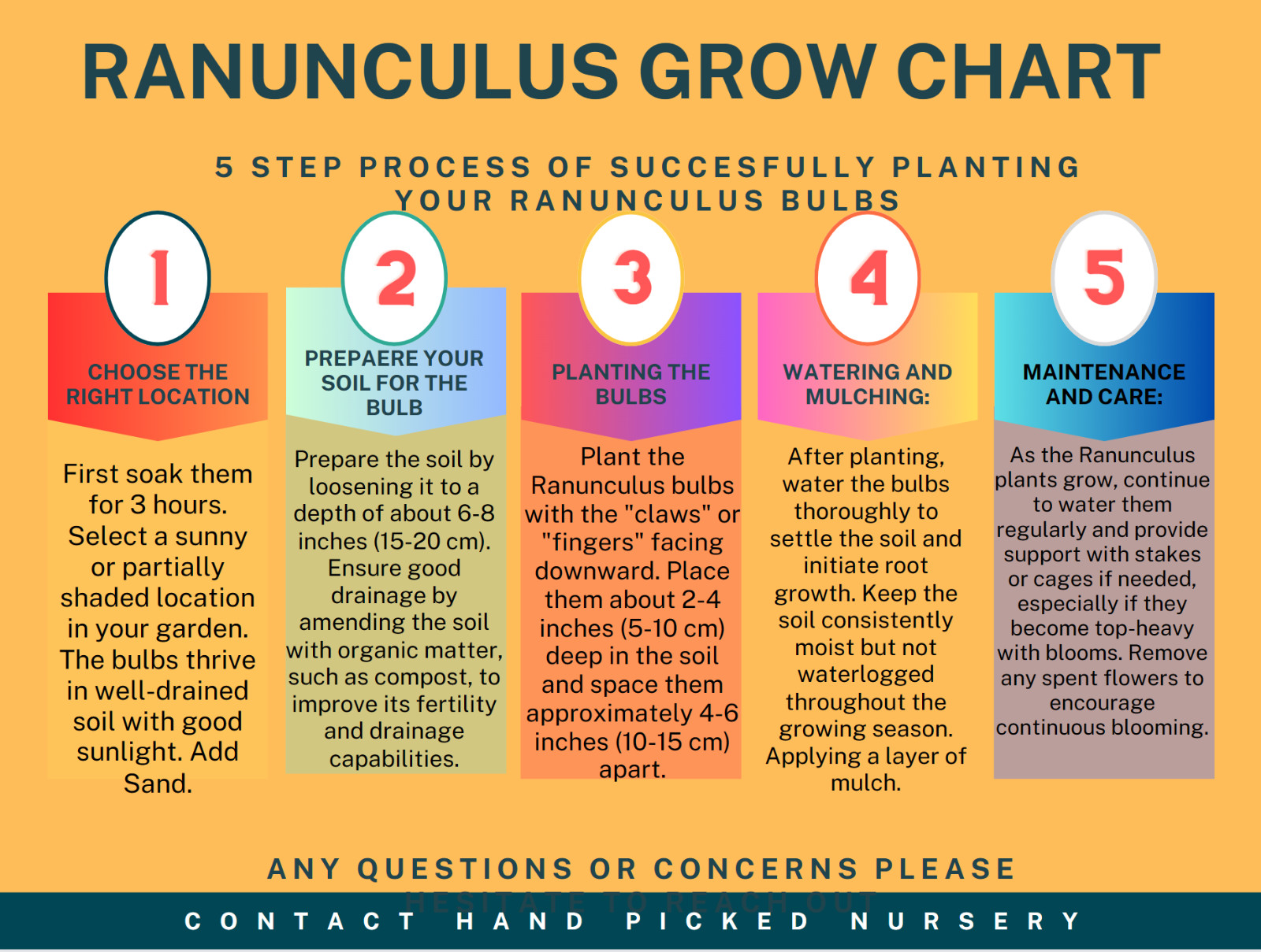 10 RANUNCULUS YELLOW SHADES BULBS