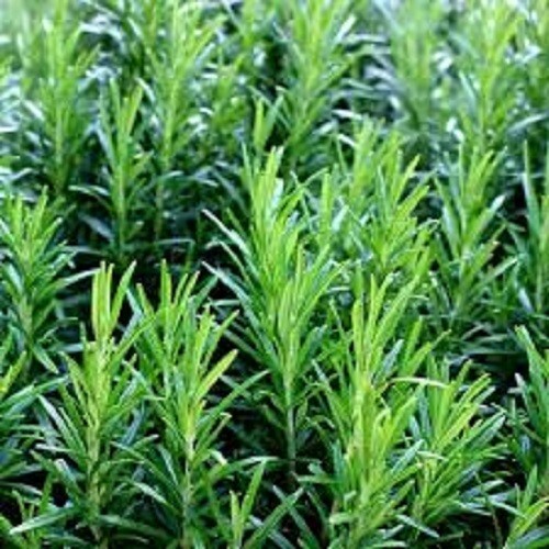 Premium Common Rosemary Herb – Fresh Heirloom Seeds. Buy any 3 items, 20% off!