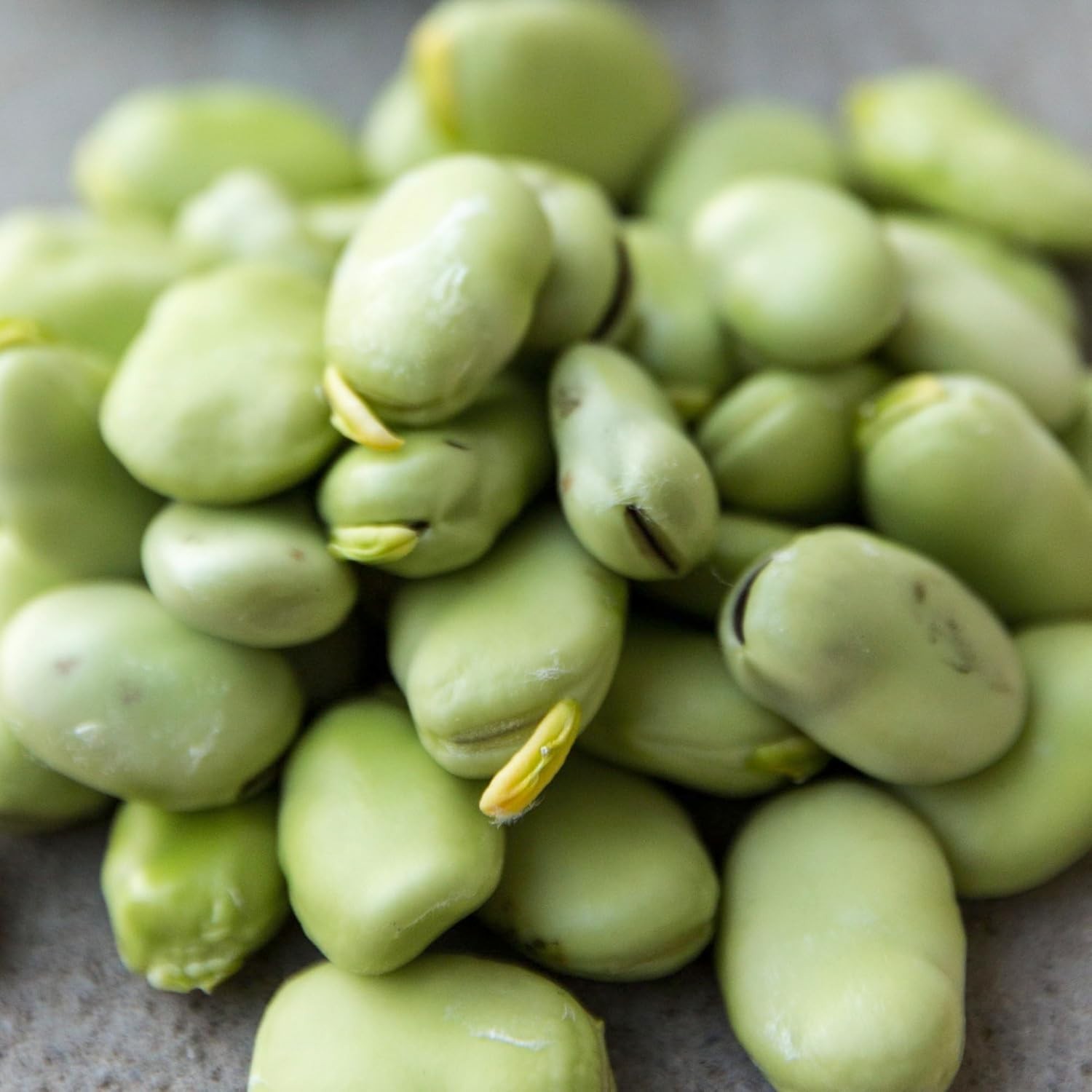 Henderson Lima Bean Seeds – Non-GMO Heirloom for Your Vibrant Vegetable Garden