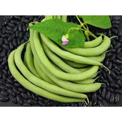 Bean Bush Black Valentine Heirloom Garden Vegetable By Seed Kingdom 100 Seeds