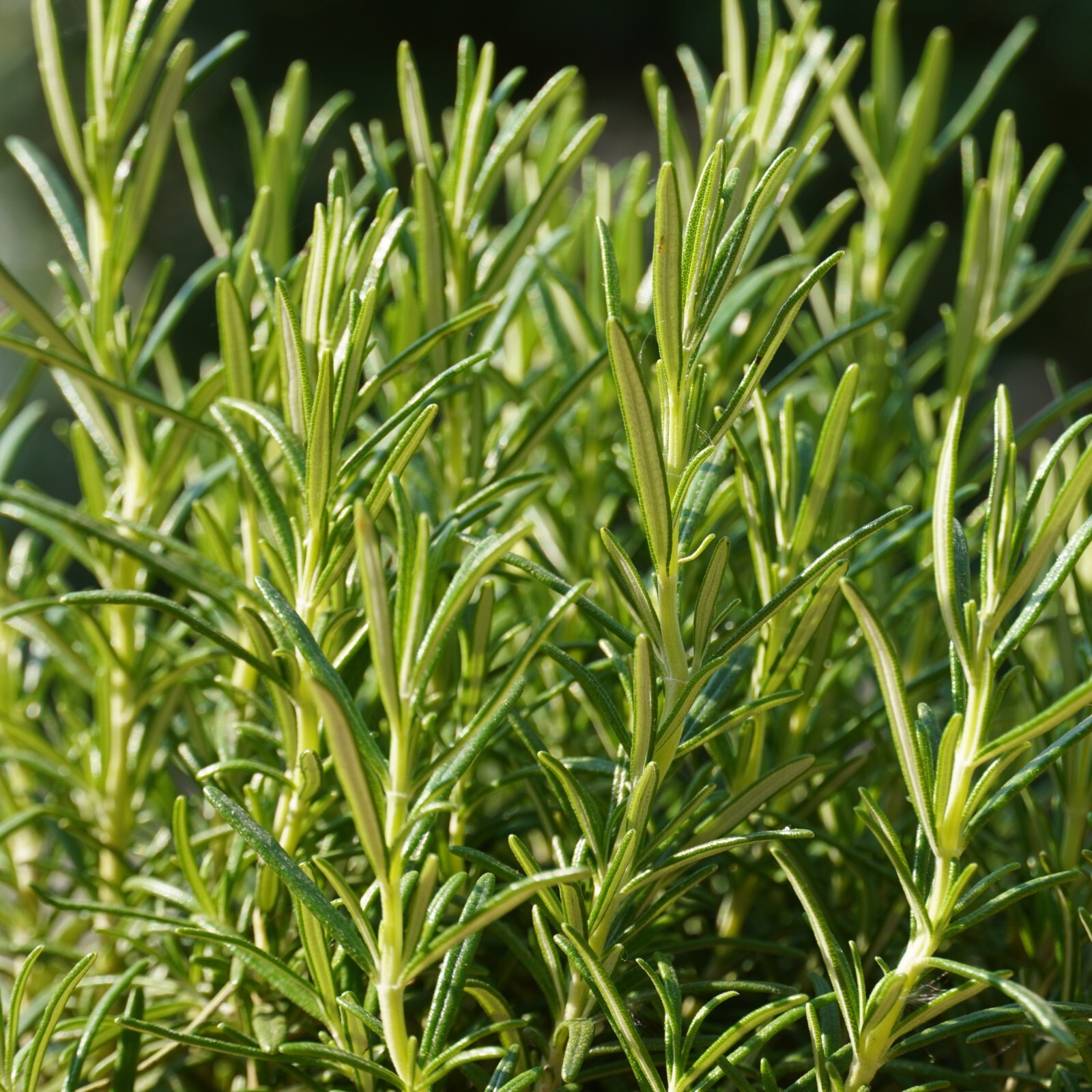 Rosemary Seeds, Heirloom Perennial, Non-GMO, Fragrant, Medicinal, Free Shipping