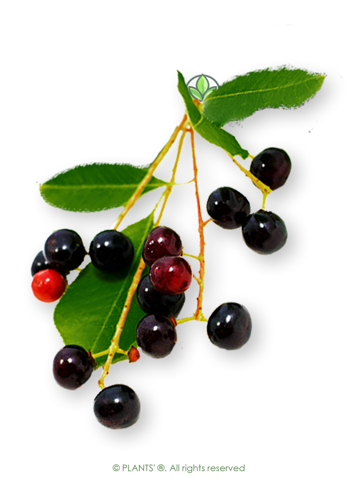 Wild Black Cherry | Premium Seeds | Prunus serotina ‘Fruit’ | Plants’®