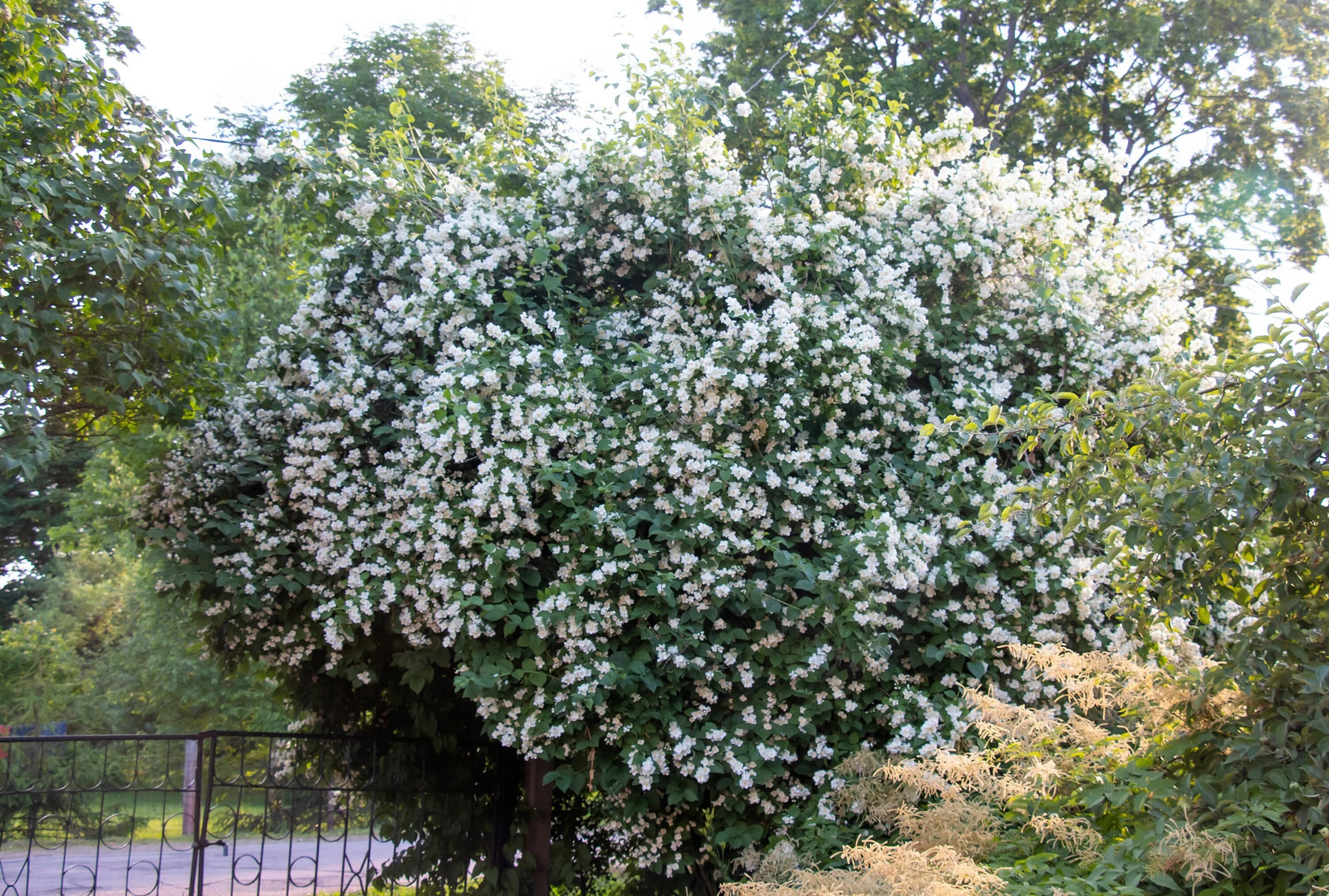 40 WESTERN MOCK ORANGE Philadelphus Lewisii Native White Flower Shrub Seeds