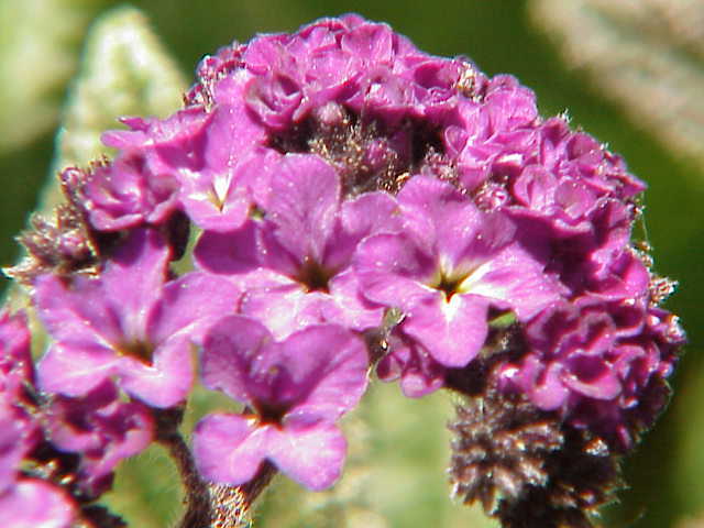 150 Heliotrope Seeds – Heliotropium arborescens – Medicinal and Aromatic