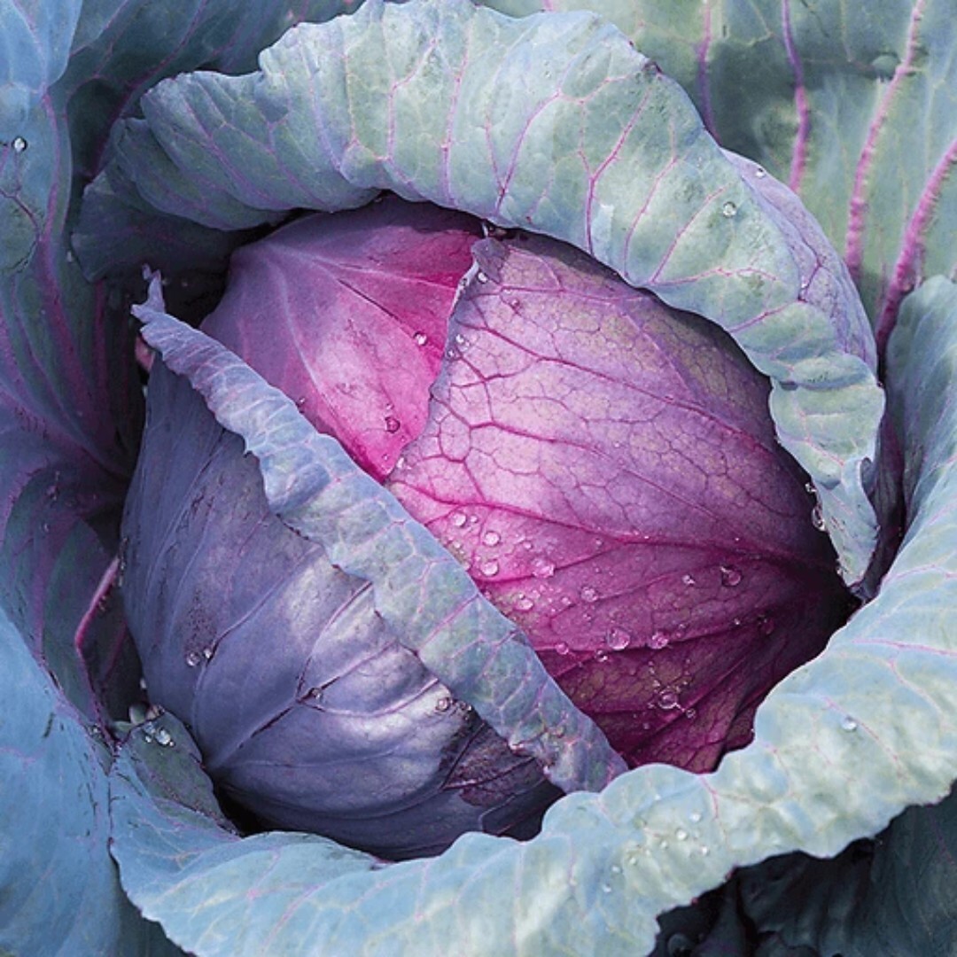 100 Red Acre Cabbage Seeds | Non-GMO | Heirloom | Fresh Garden Seeds