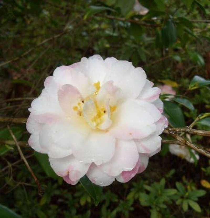 100 Mixed Colors Double Camellia Impatiens (Balsam/Lady Slipper/Touch Me Not) Im