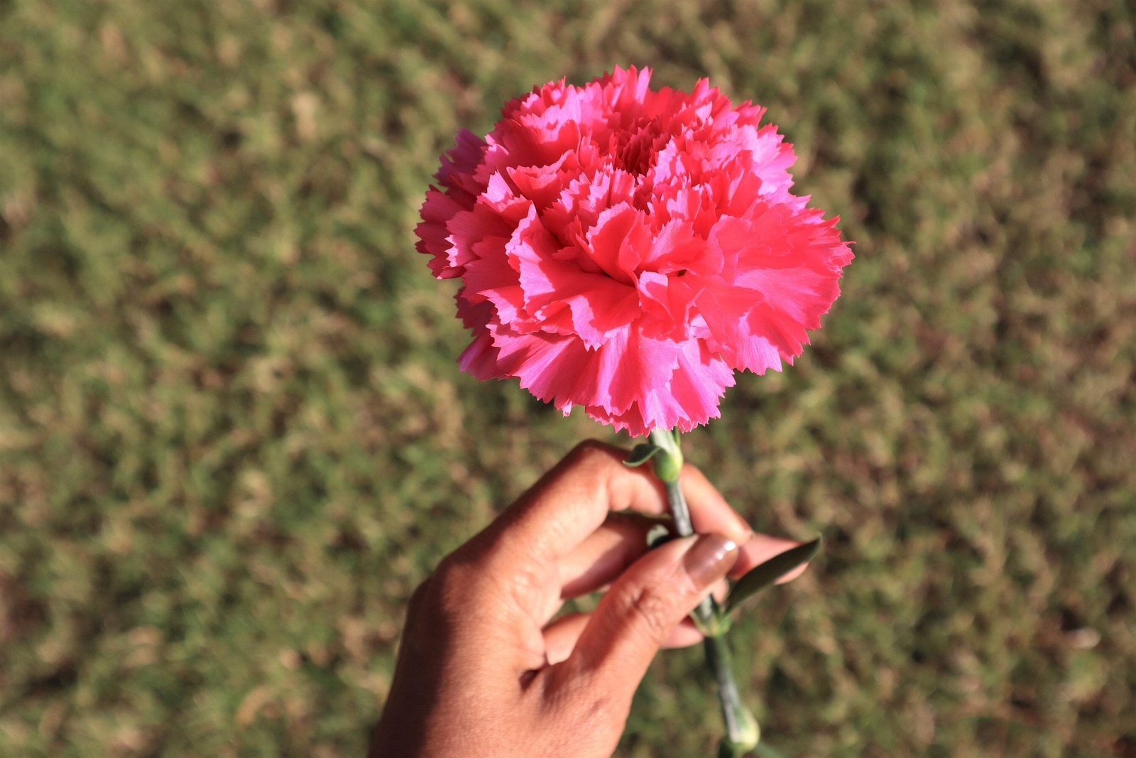 50 PINK ROSE CARNATION Dianthus Caryophyllus Flower Seeds *Flat S/H