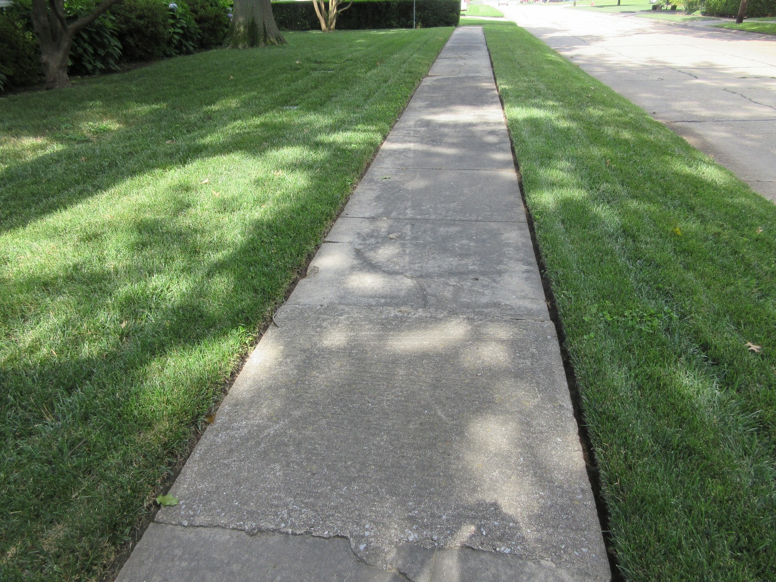 FALCON IV TURF TYPE FESCUE Grass Seed Disease Resistant Deep Green Color & Hardy