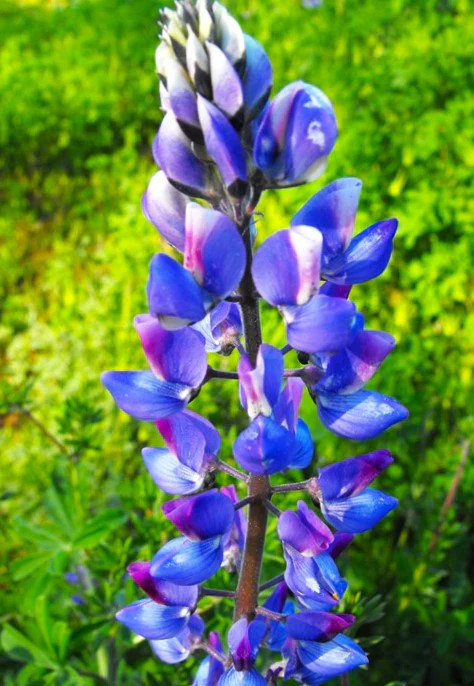 The Governor Blue Russell Lupine Seeds – For 2025 Planting Deep-Blue Lupinus