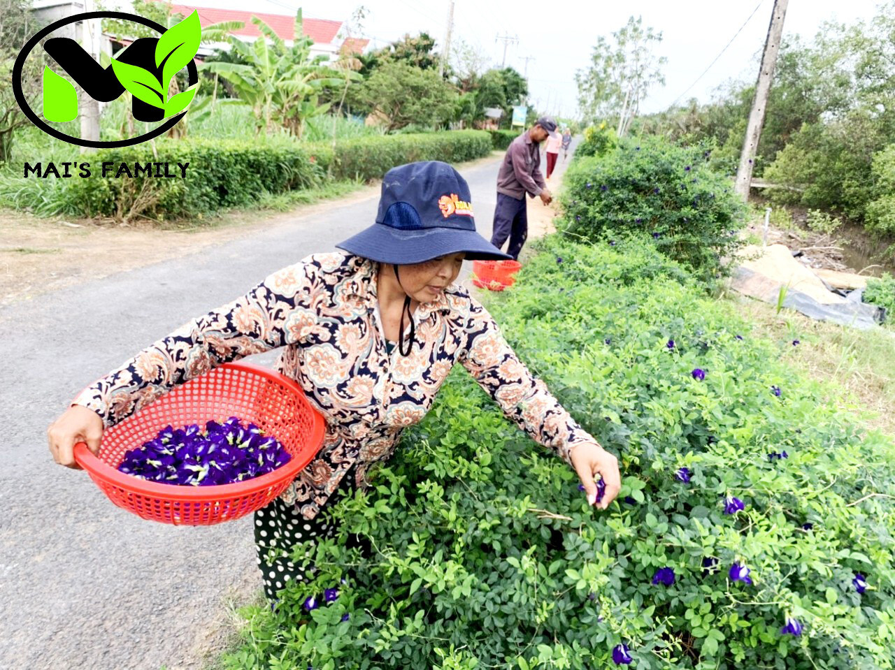 Butterfly Pea Seeds (Clitoria Ternatea)- Hoa Đậu Biếc – Organic
