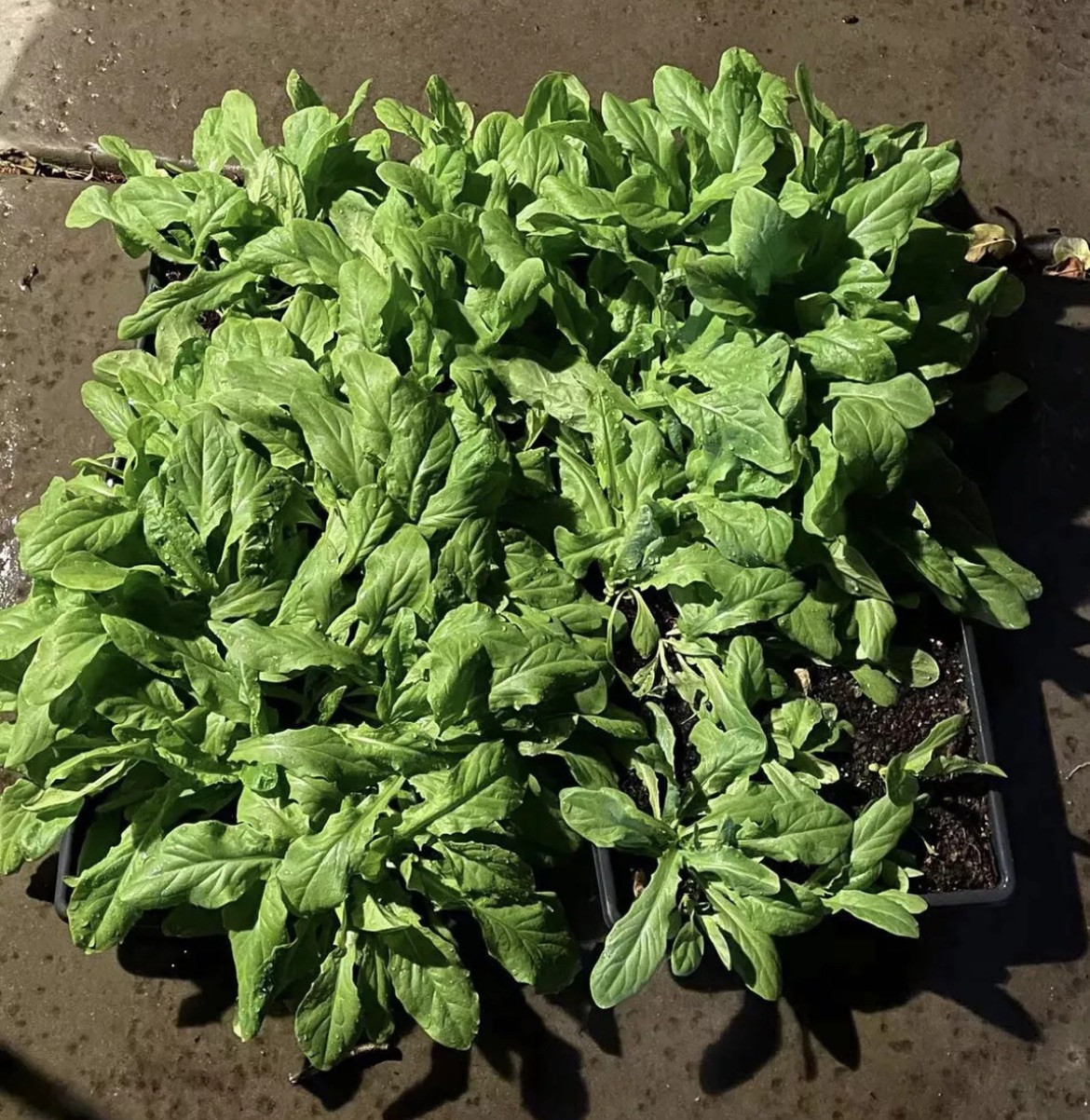 400+Organic Celtuce Chinese Lettuce Stem Heirloom Woju Wosun NON-GMO Seeds 2024