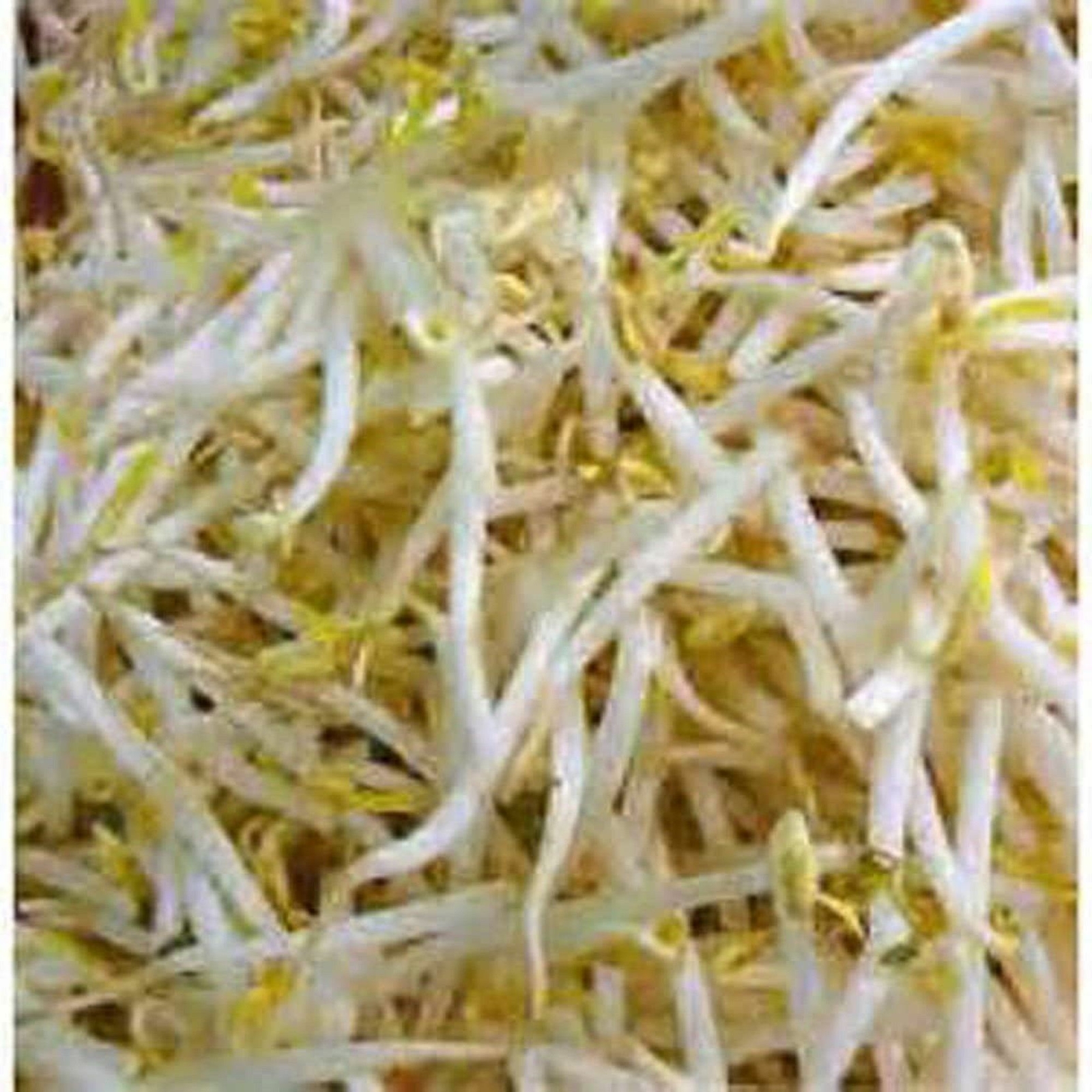 Peyton’s protein mix seeds for sprouting microgreens “Cool Beans N Sprouts”.