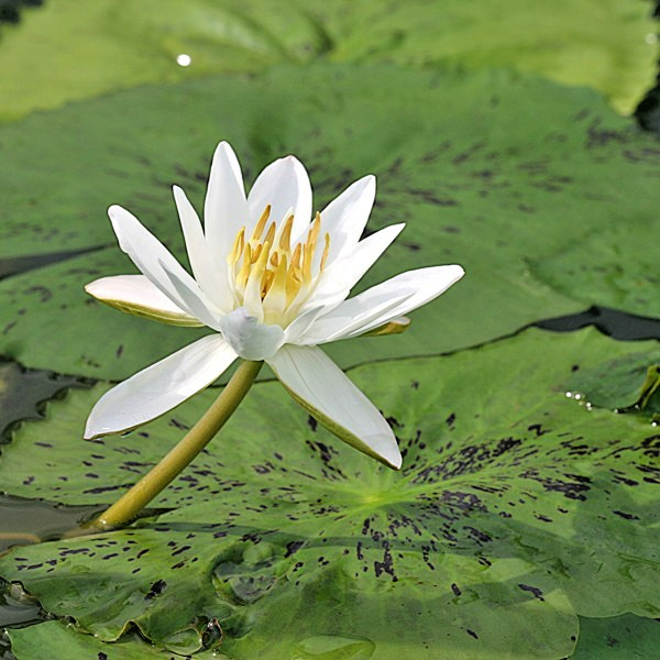 10 HAIRY WATER LILY SEEDS – Nymphaea pubescens