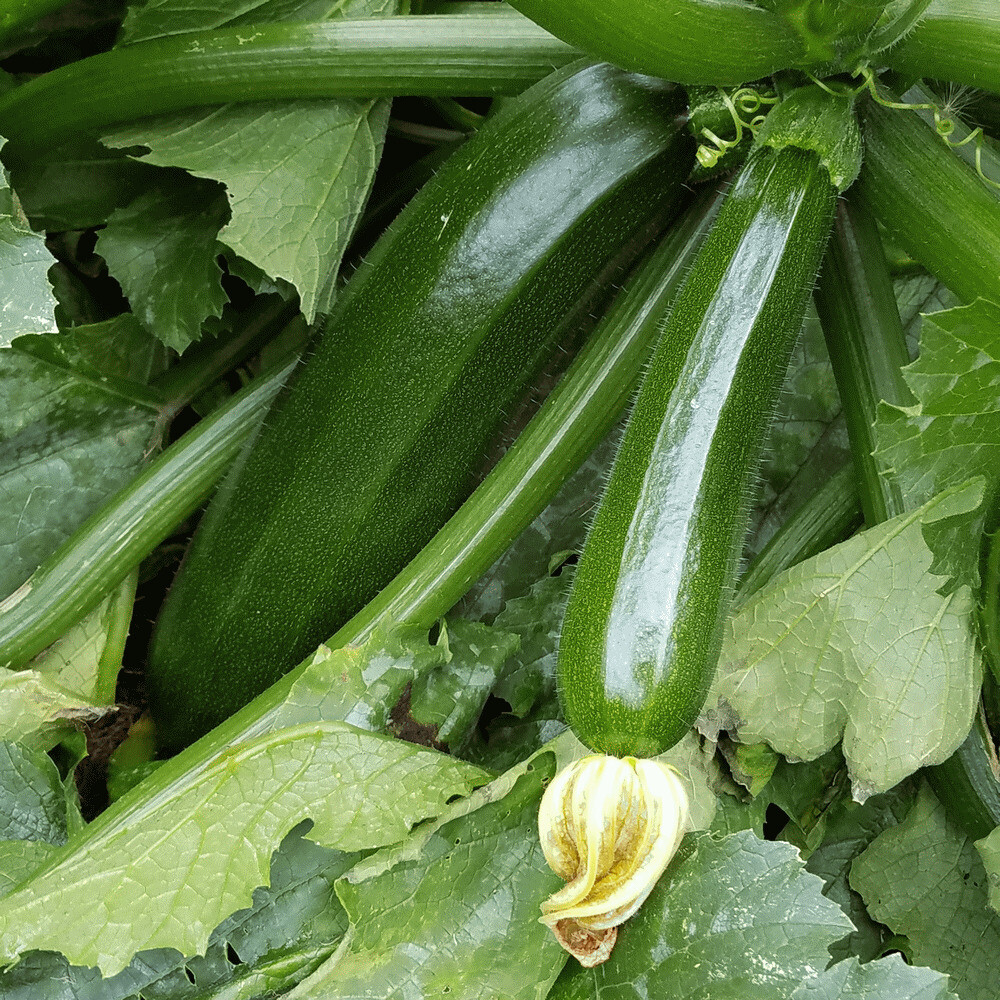 Dark Green Zucchini Squash Seeds 25 Ct Vegetable NON-GMO US SELLER FREE SHIPPING