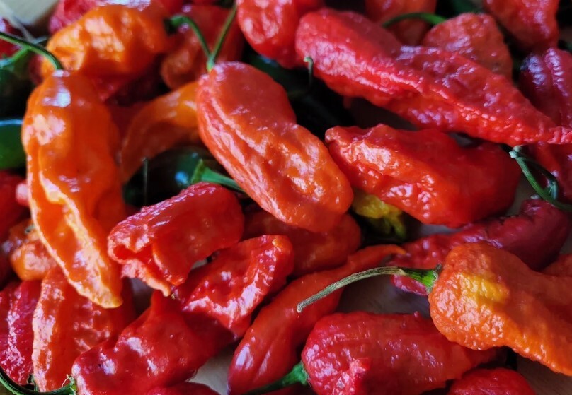 Ghost Pepper Seeds, Bhut Jolokia – NON-GMO / Heirloom – Free Shipping