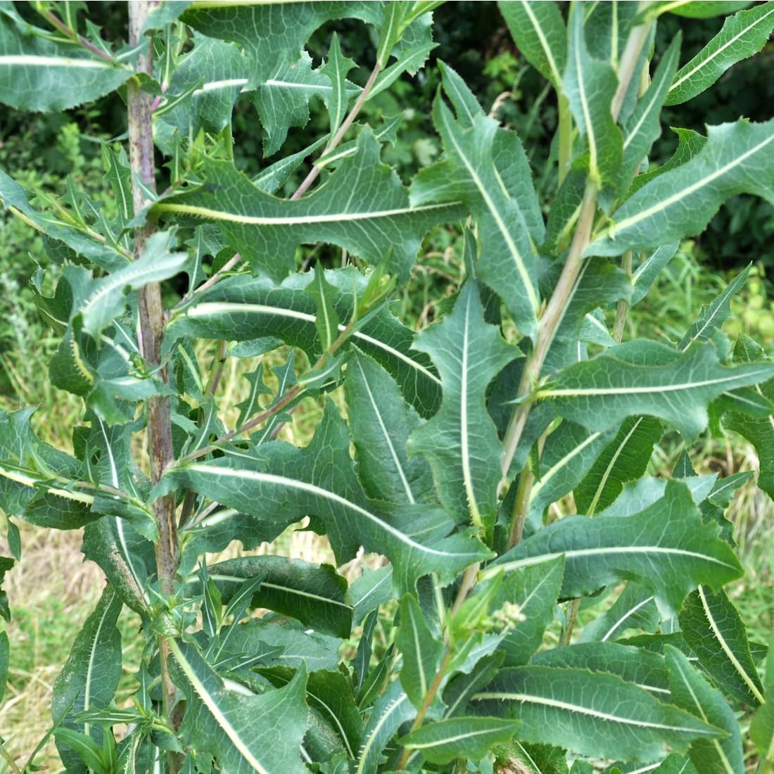Wild Lettuce Seeds 50 Count – Non-GMO Heirloom, Open Pollinated Lactuca Virosa
