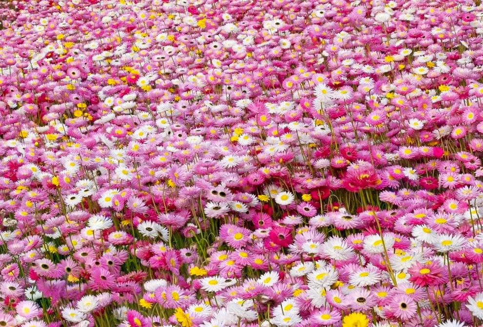Giant Flowered Mix Paper Daisy Seeds – For 2025 Planting Mixed Colors Sunray