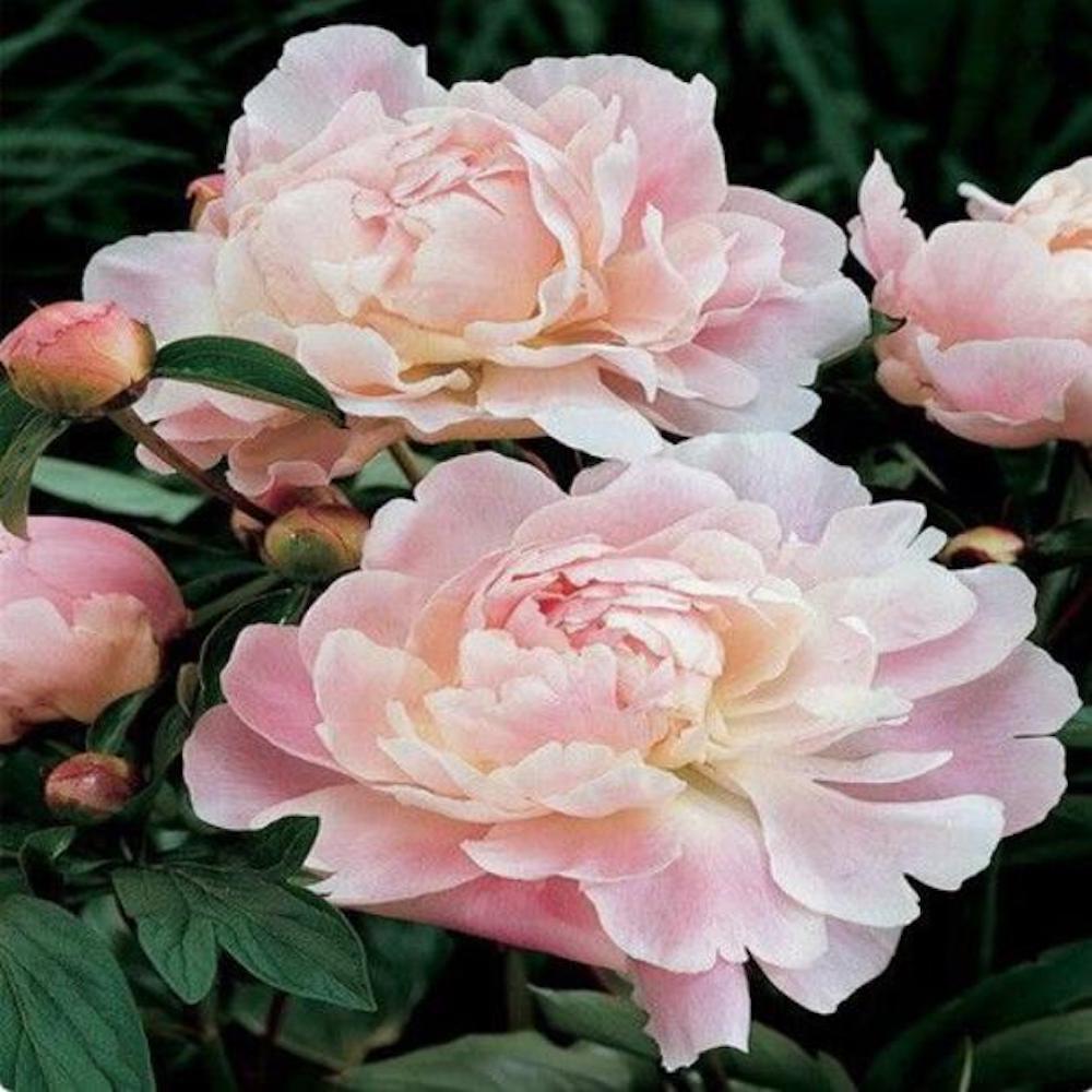 20 PEONIES FLOWER SEEDS rare exotic blossom bloom house plant garden germination