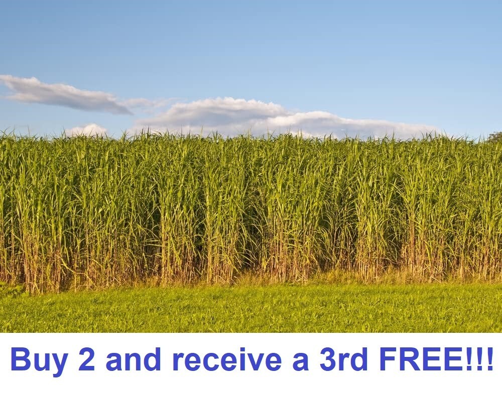 7500 + SWITCHGRASS Seeds Native Tall Grass Prairie Ornamental Perennial