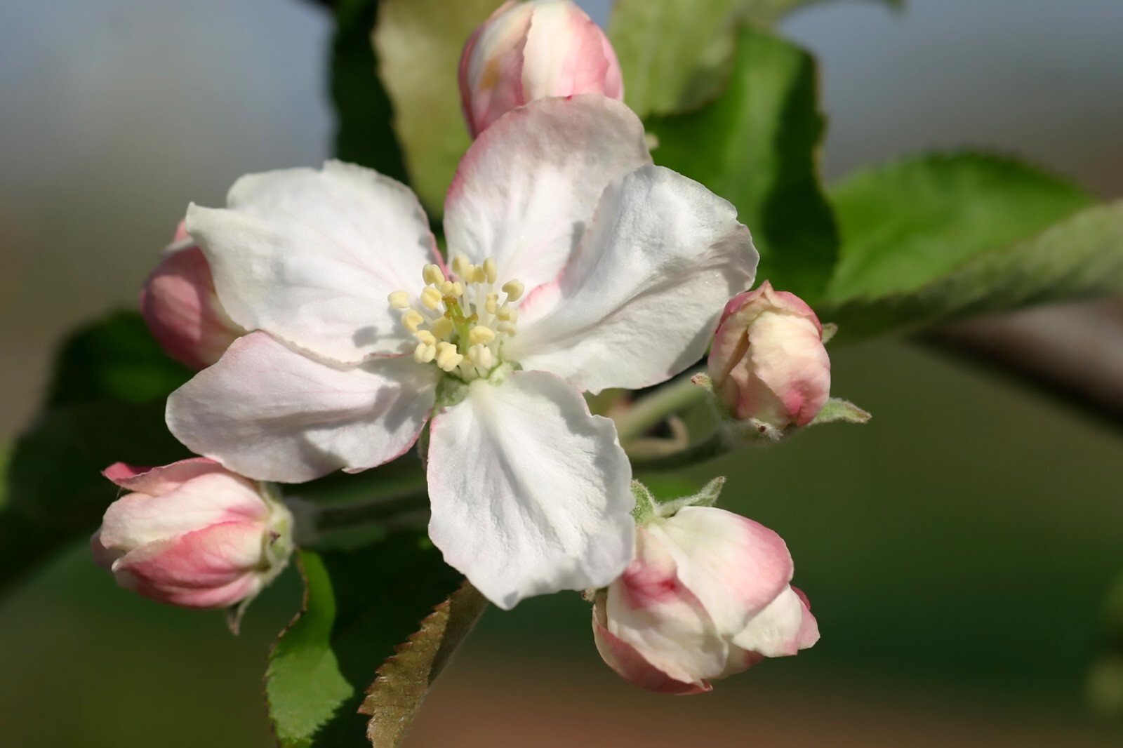Red Delicious Apple, Malus pumila
