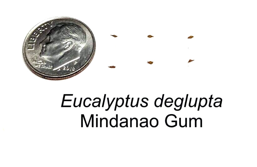 50 Rainbow Eucalyptus deglupta Tree Seeds Fast Tropical Indonesian Mindanao Gum