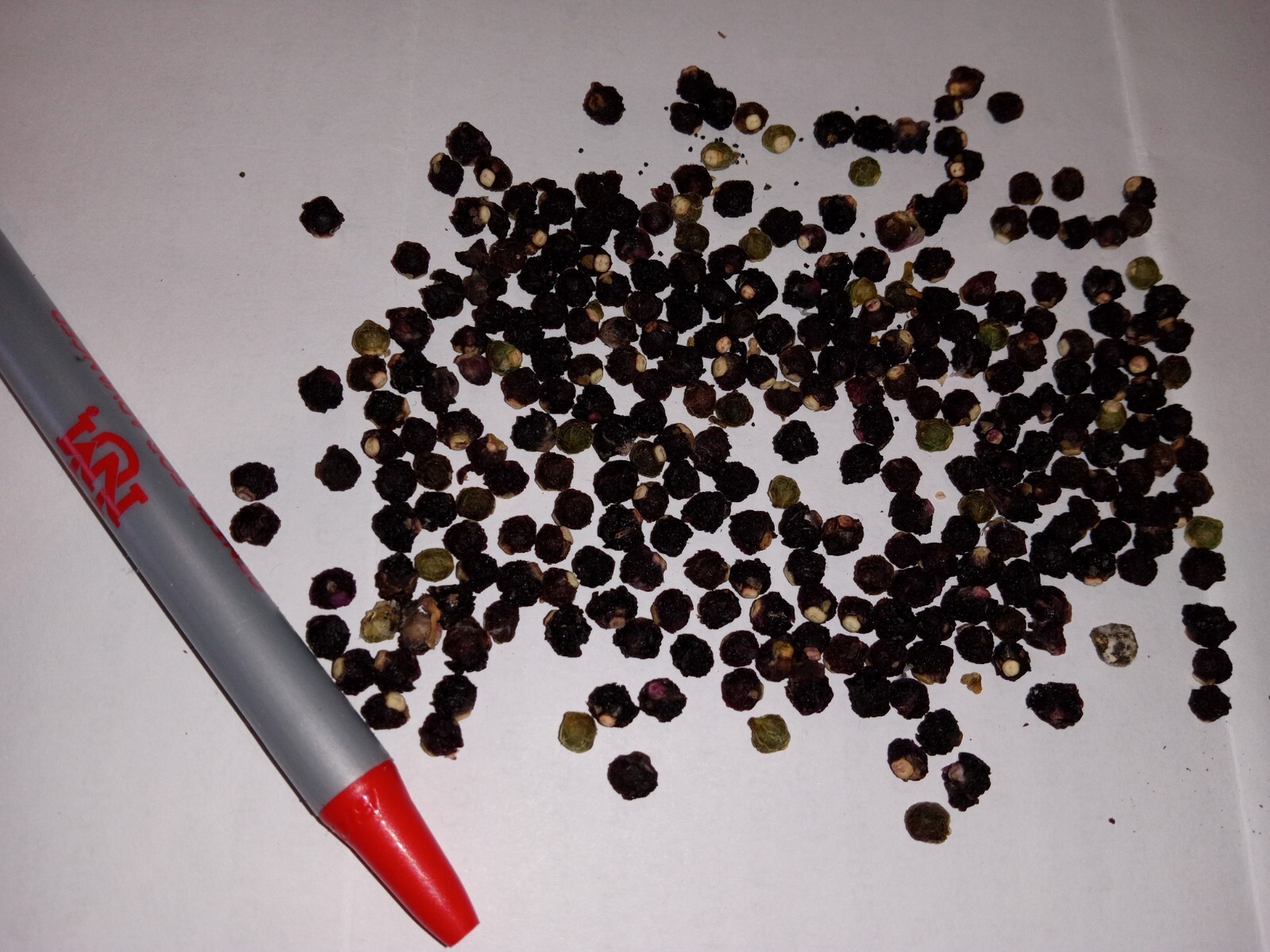 25+Green Malabar Spinach seeds(Asian spinach, MongToi Mu er cai ,Vine Spinach).