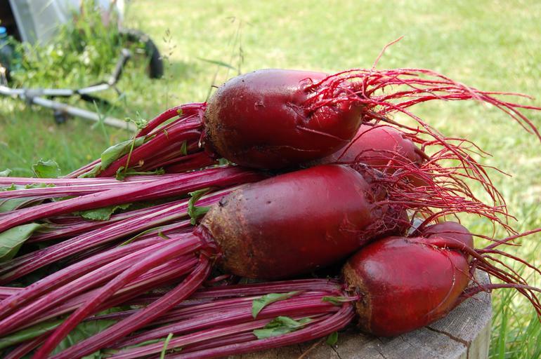 100 Red Mammoth Fodder Beet Seeds- HUGE – Up to 20lb per Heirloom Beet!