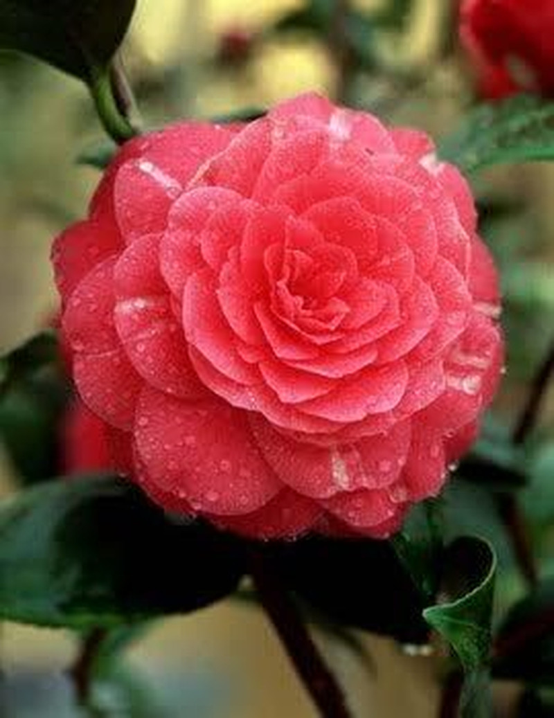 100 Mixed Colors Double Camellia Impatiens (Balsam/Lady Slipper/Touch Me Not) Im