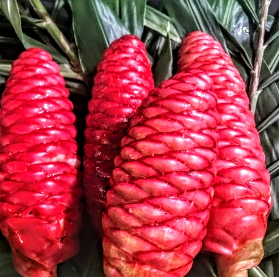 2-Live Plants Shampoo Ginger *No Shipping To*HI PR*