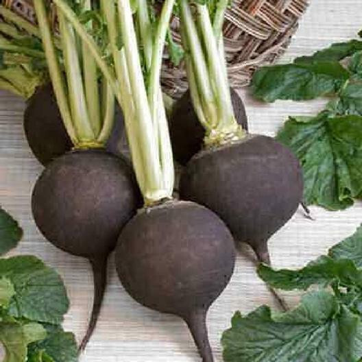 SCARBOROUGH SEEDS BLACK SPANISH RADISH 100 SEEDS-ORGANIC-HEIRLOOM- NON-GMO