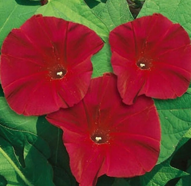 Landscaper’s Pack CLIMBING VINE MIX Colorful Climbers 6 Species 200 Seeds