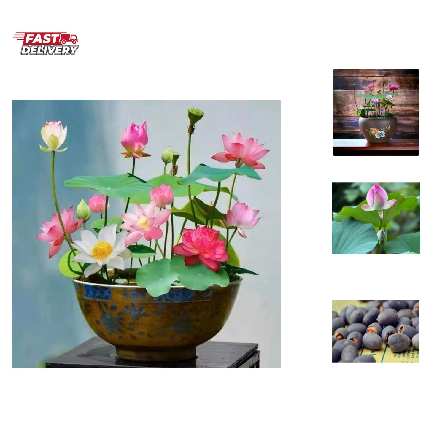 10pcs Mixed Pink, Red & Green Color Bowl Lotus Seeds for Planting Beautiful W…
