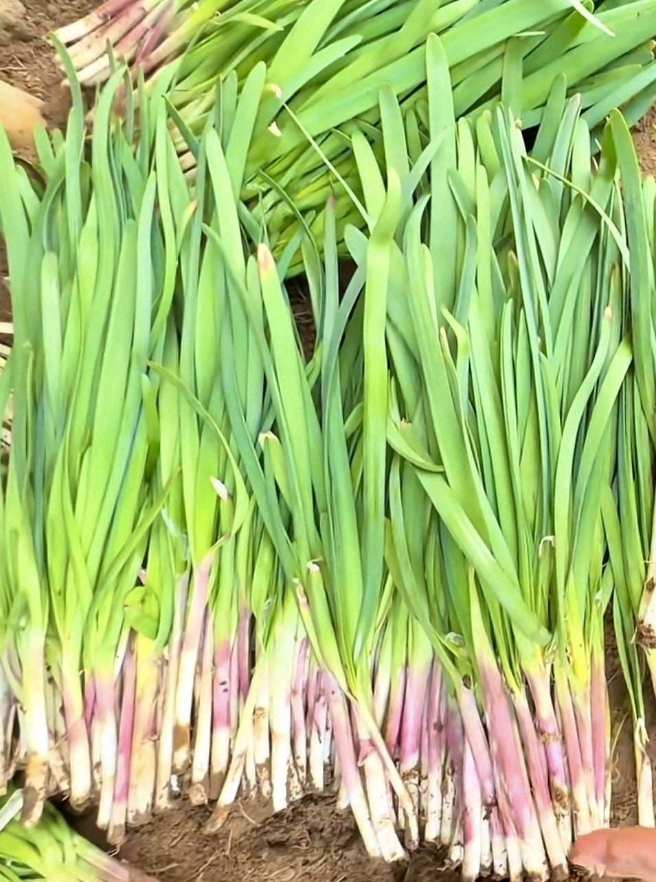 500 Garlic Chives Seeds the Strongest Fragrant Purple Roots 紫根韭菜种子(No Tracking)
