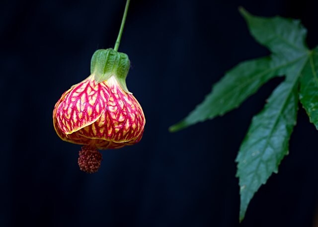 CHINESE LANTERN Seeds *FREE Shipping!* 25 Abutilon x hybridum Shrub Tree Seeds