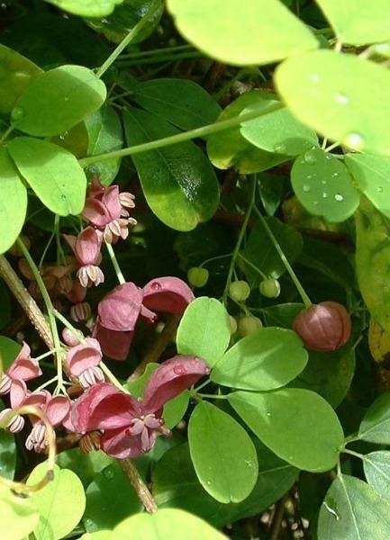 Akebia quinata | Chocolate Vine | Fiveleaf Akebia | 5 Seeds