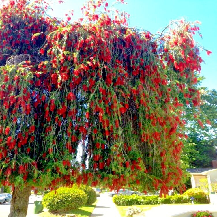 50 WEEPING BOTTLEBRUSH Flower Tree Seeds Garden Plant (Callistemon viminalis)