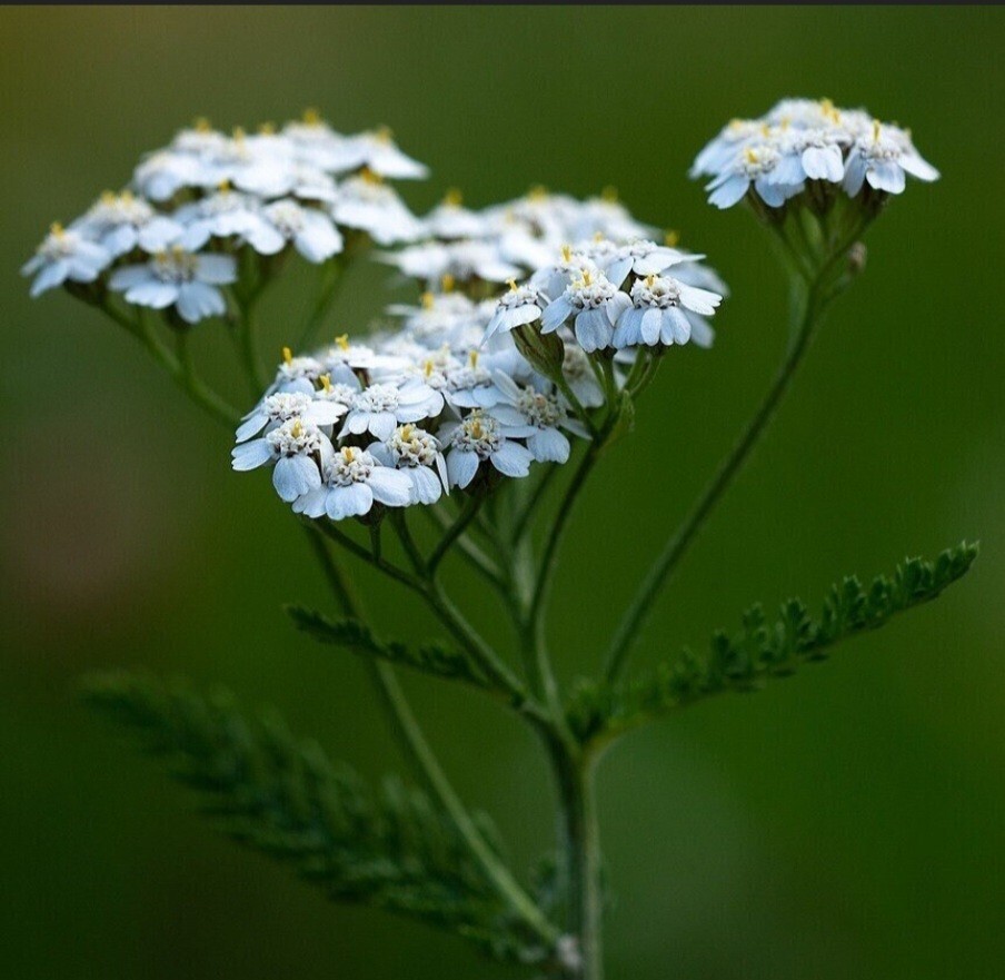White Yarrow (Achillea millefolium) Seeds, organic