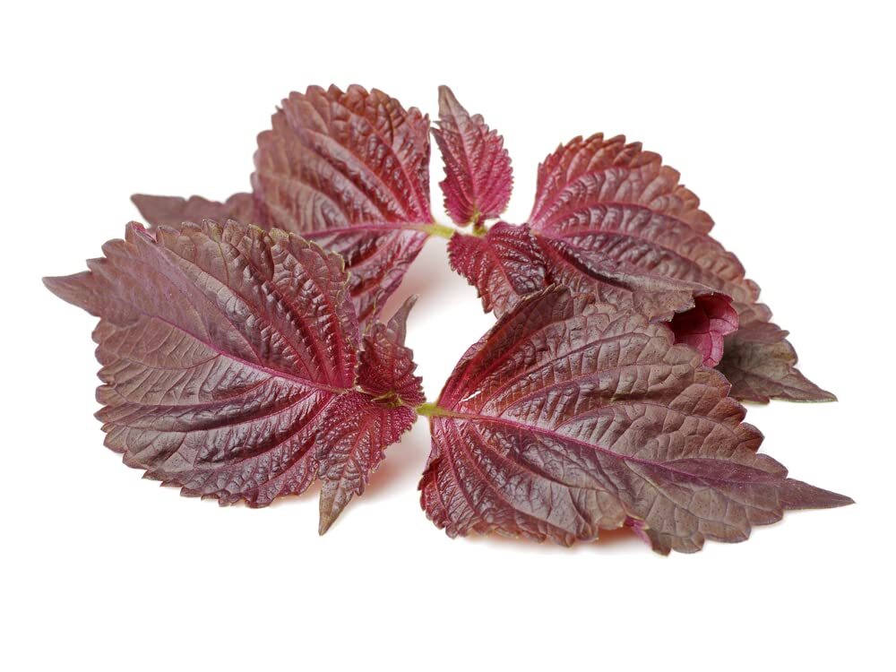 200 Perilla Seeds for Planting – Shiso Seeds for Planting.Heirloom Non GMO Seeds